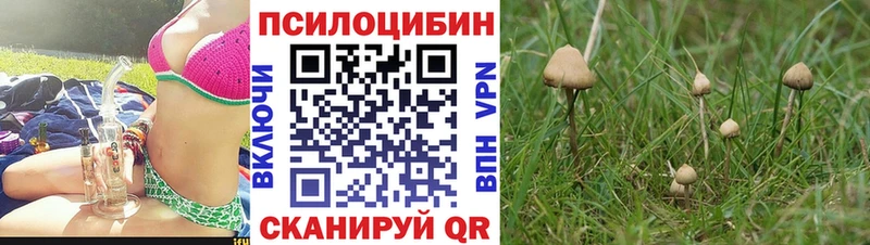 Псилоцибиновые грибы GOLDEN TEACHER  ссылка на мегу ссылки  Терек 